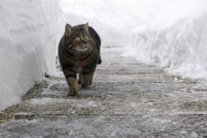 safe ice melt for pets - cat in snow